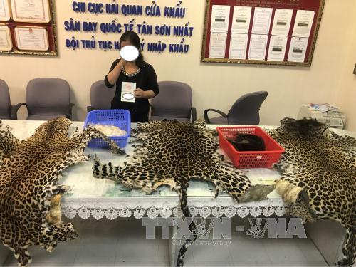 Phát hiện vụ nhập lậu sản phẩm động vật hoang dã quý hiếm từ châu Phi 